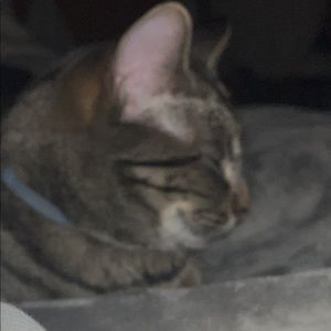 Meet your Posher, Audrey